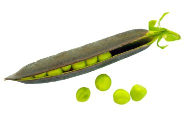 Purple podded peas clipart