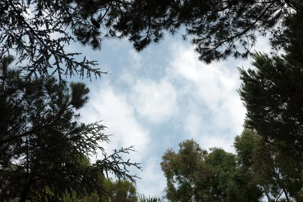 Vista de árvores e céu — Fotografia de Stock