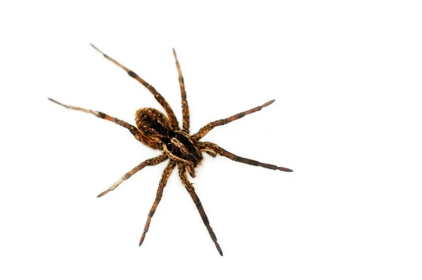 Grande aranha peluda — Fotografia de Stock