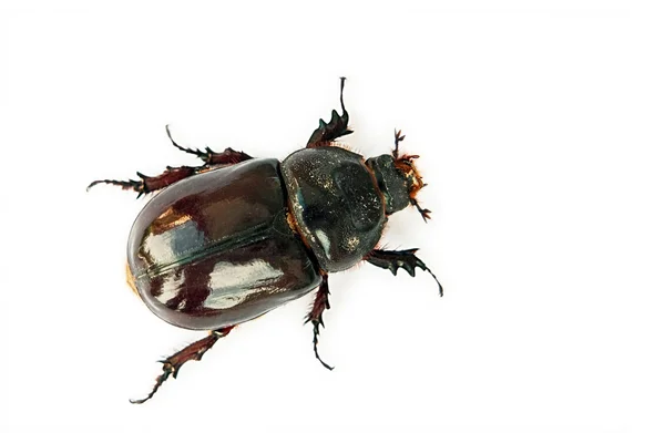 Big black beetle — Stock Photo, Image