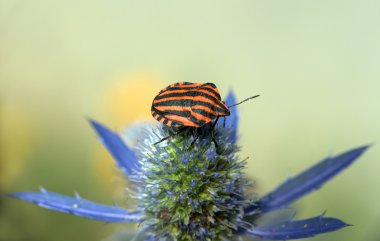 Shield bug on Echinops flower clipart