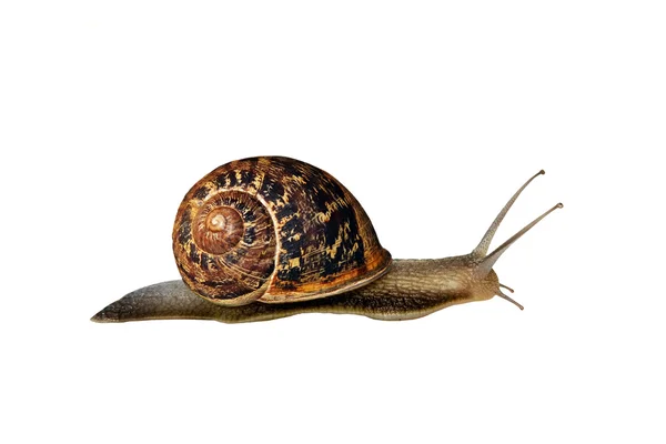 stock image Snail