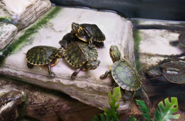 Terrapins clipart