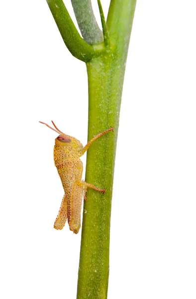 Baby grasshopper on stem — Stock Photo, Image