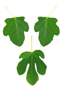 Fig leaves isolated over white clipart