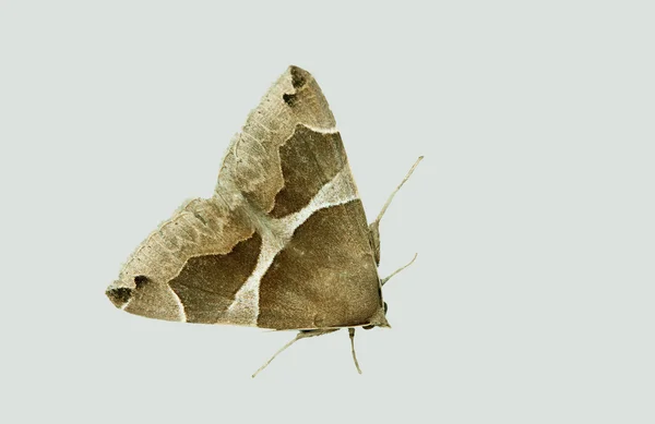 Barred moth - isolated on grey — Stock Photo, Image
