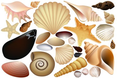 Shell collection clipart