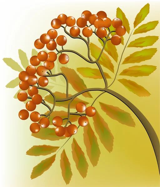 Rowan berries — Stock Vector