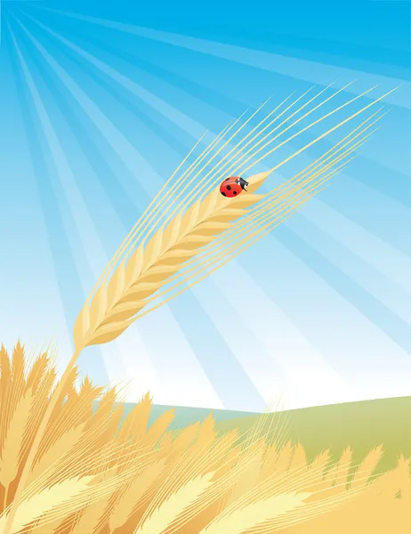 Landscape with wheat ears — Stock Vector