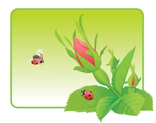 Two ladybugs on the wild rose — Stock Vector