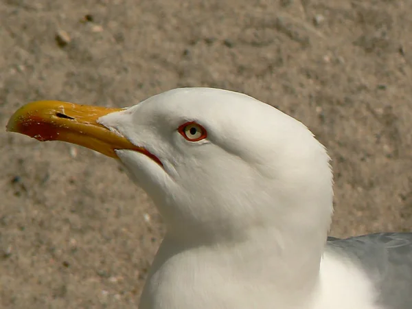 stock image Gull