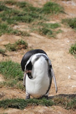 penguen