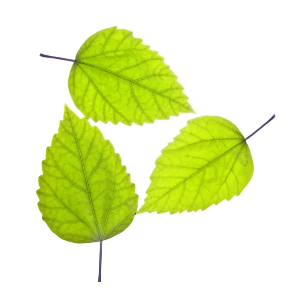 Drei grüne Blätter — Stockfoto