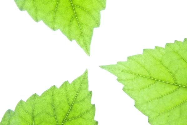 Три зеленого листя — стокове фото