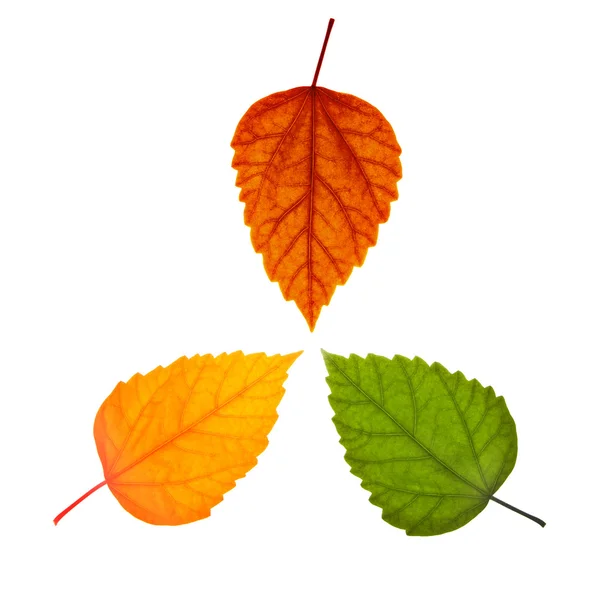 Drie verschillende bladeren — Stockfoto