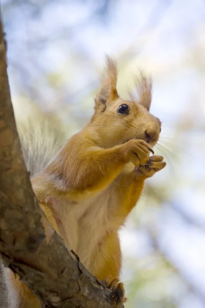 Eichhörnchen mit Nuss — Stockfoto