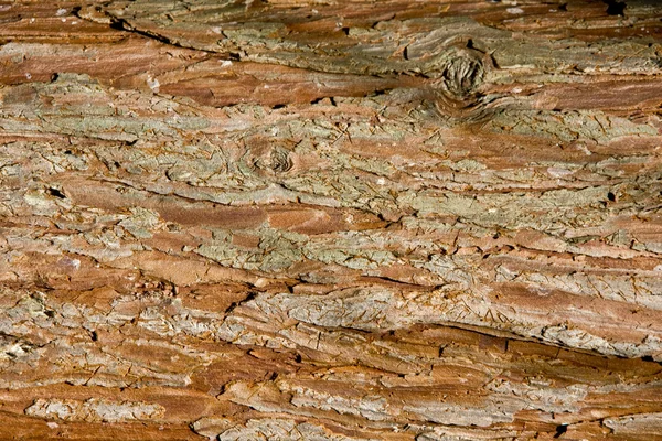 Textura do córtex do pinheiro — Fotografia de Stock