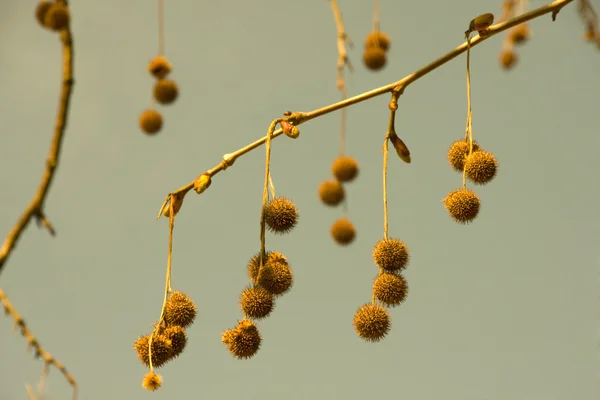 Branch with thorn fruit — Stock Photo, Image