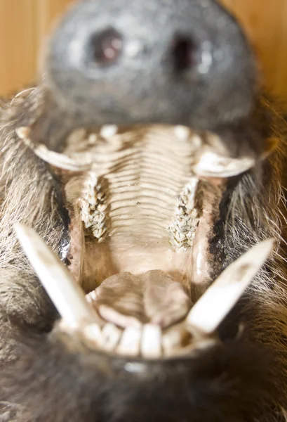 Opened mouth of wild boar — Stock Photo, Image