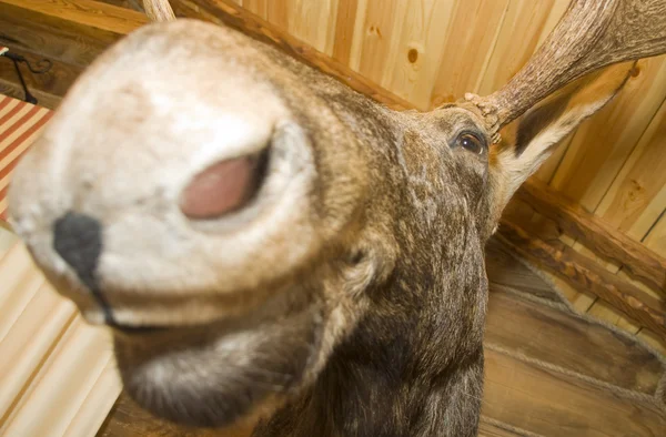 Elk. Knuffeldier — Stockfoto