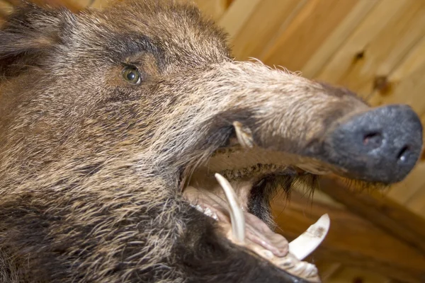 Wild boar. Stuffed animal — Stock Photo, Image