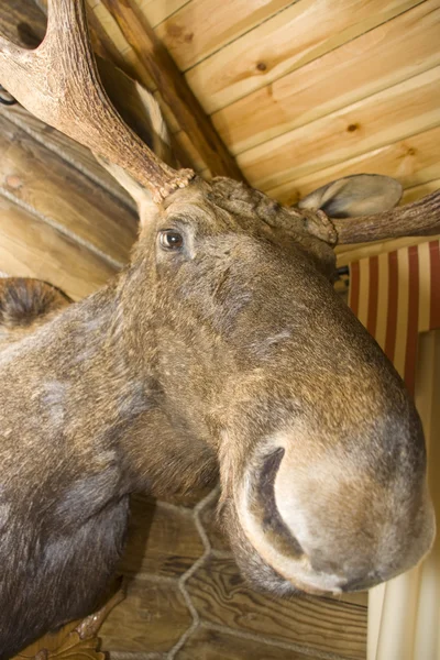 Elk. Knuffeldier — Stockfoto