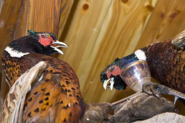 Pheasants. Stuffed animal — Stock Photo, Image