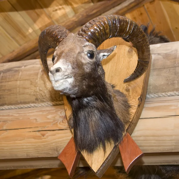 Goat. Stuffed animal — Stock Photo, Image