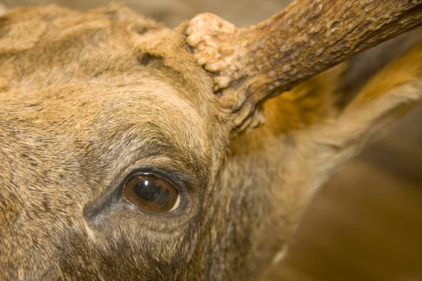 Eye of the elk. Stuffed animal — Stock Photo, Image
