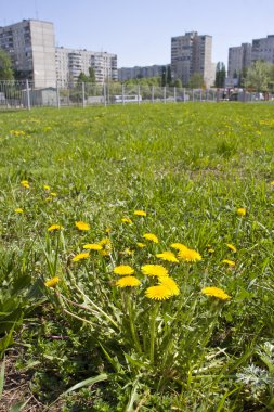 yeşil çim. Sarı dandelions