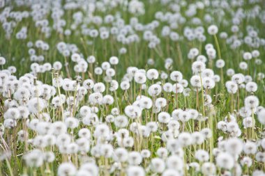 Dandelions çim üzerinde