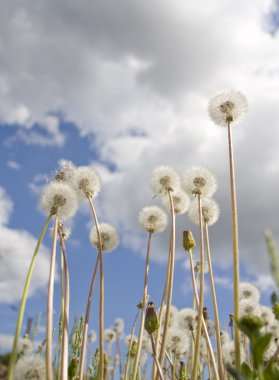 Dandelions çim üzerinde