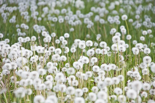 stock image Dandelions on lawn