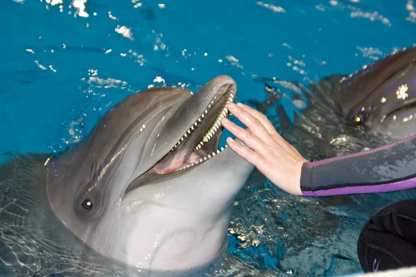 Delfín sonriente —  Fotos de Stock