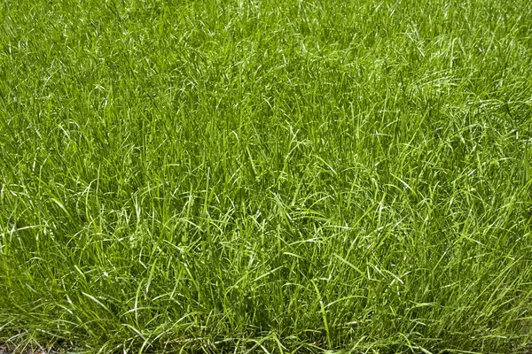 Gramado verde — Fotografia de Stock