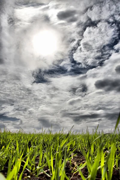 Grama verde e céu azul nublado — Fotografia de Stock