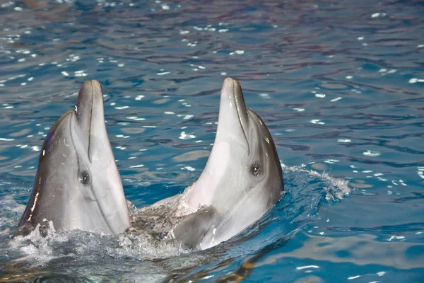 stock image Two dancing dolphins