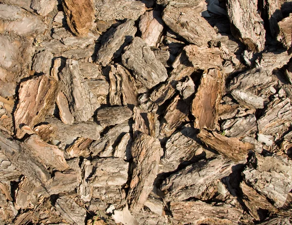 Bark of pine tree — Stock Photo, Image