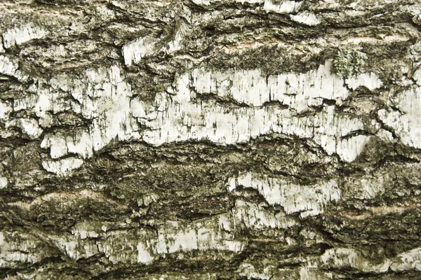 Sfondo di betulla bianca — Foto Stock