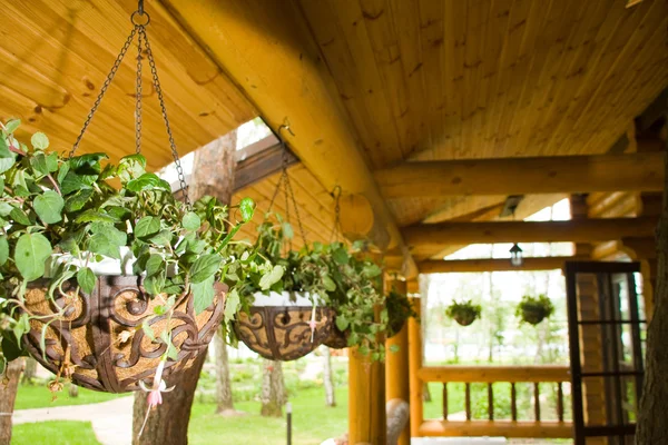 Saksı verandada, yeşil bitkiler — Stok fotoğraf
