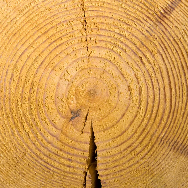 Textura de corte de madera — Foto de Stock