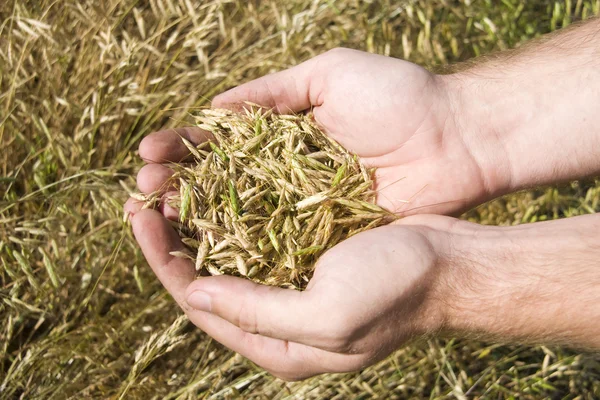 Жменя пшениці — стокове фото
