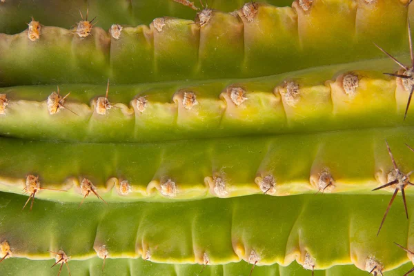 Zöld kaktusz — Stock Fotó