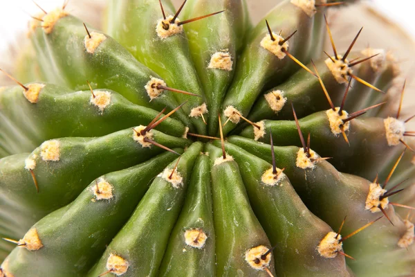 Grønn kaktus – stockfoto
