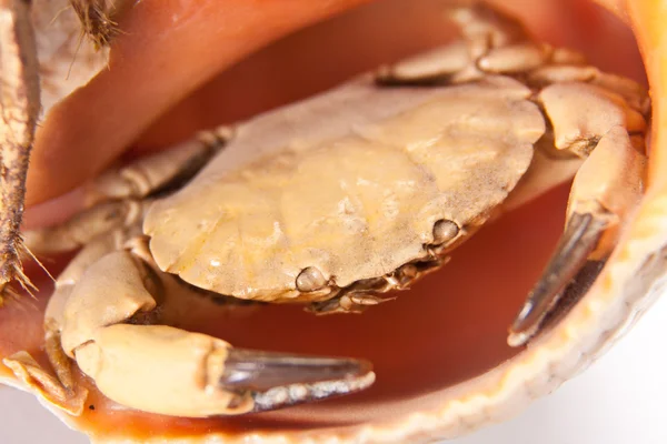Sea crab in shell — Stock Photo, Image