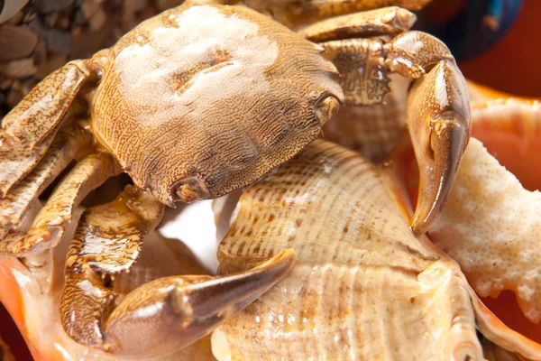 Sea crab on shell — Stock Photo, Image