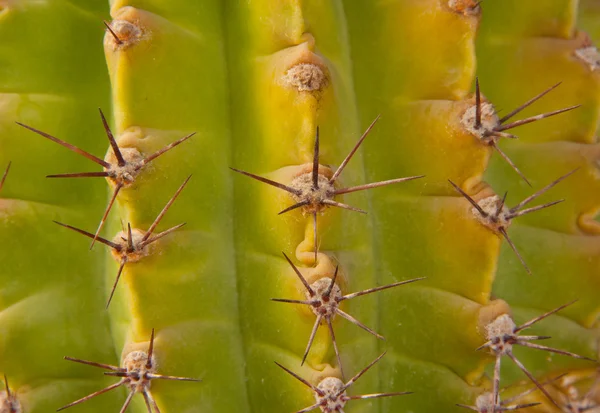 Zöld kaktusz — Stock Fotó