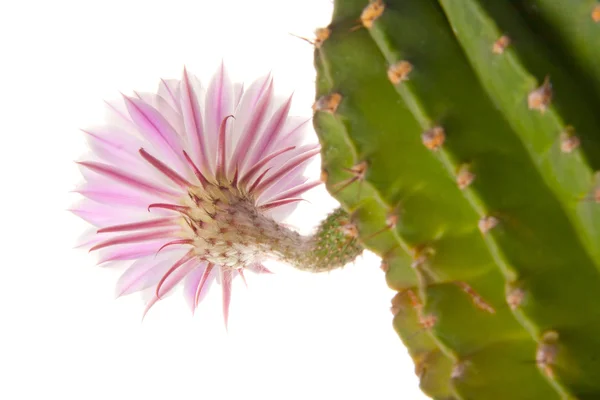 Kaktusz virága — Stock Fotó