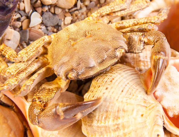 Sea crab on shell — Stock Photo, Image