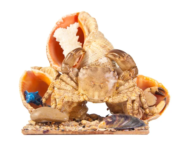 Sea crab and shells — Stock Photo, Image